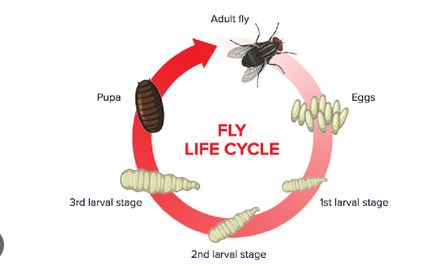 Proses Metamorvosis Lalat Hijau Dari Telur, Larva Sampai Pupa Bagian Mana yang Kamu Sukai?