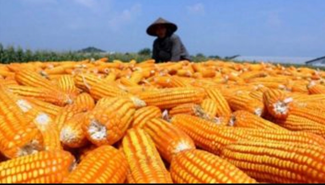 Luas Panen Padi dan Jagung di Jawa Barat Diprediksi Naik, BPS Ingatkan Ancaman La Niña