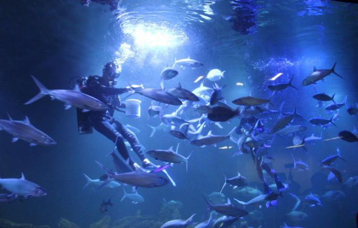 Aquarium Pangandaran Jadi Destinasi Baru Libur Nataru di Kota Nelayan Kecil