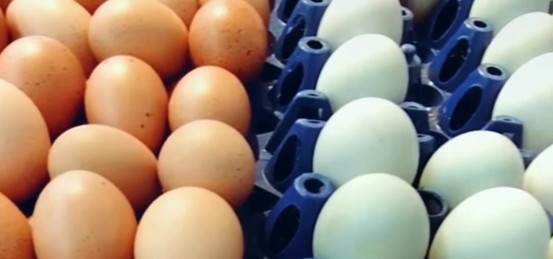 Telur Ayam vs Telur Bebek, Mana yang Lebih Sehat? Ini Perbedaan Nutrisi dan Cara Konsumsinya