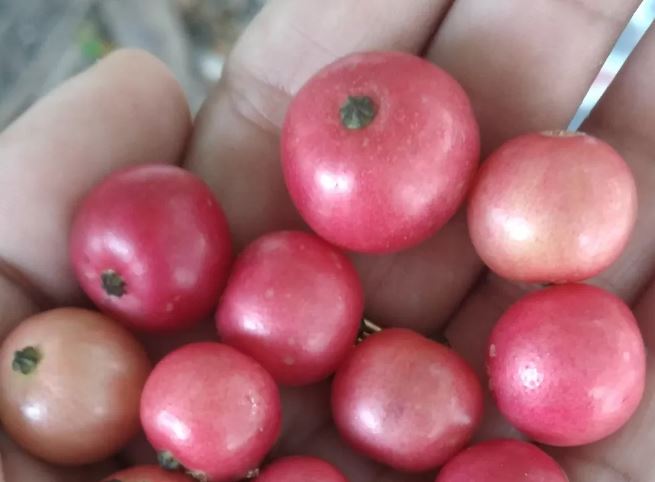 Turunkan Gula Darah Hingga Tekanan Darah Tinggi, Inilah 8 Manfaat Buah Kersen untuk Kesehatan