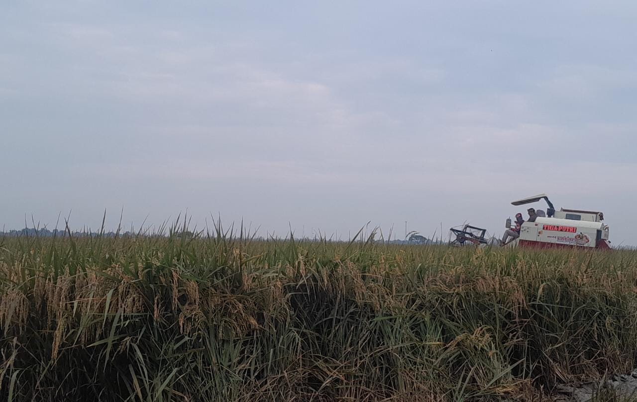 16.240 Hektar Sawah di Purwakarta Ditetapkan LSD