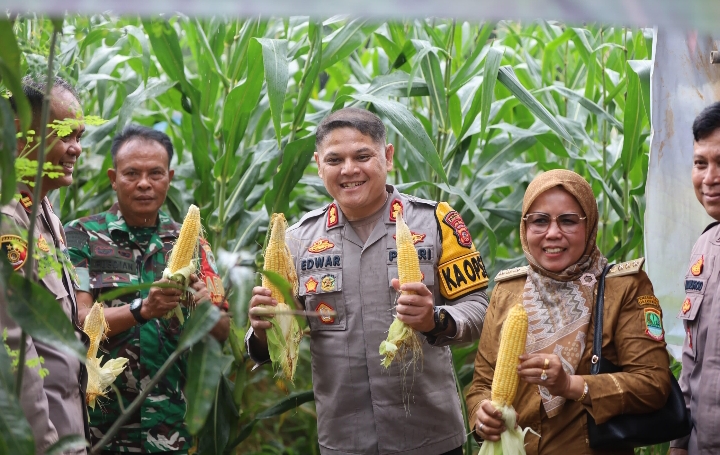 Kapolres beserta PJU Polres Karawang Kunjungi Polsek Kotabaru, Panen Tanaman Jagung Pekarangan Pangan Bergizi