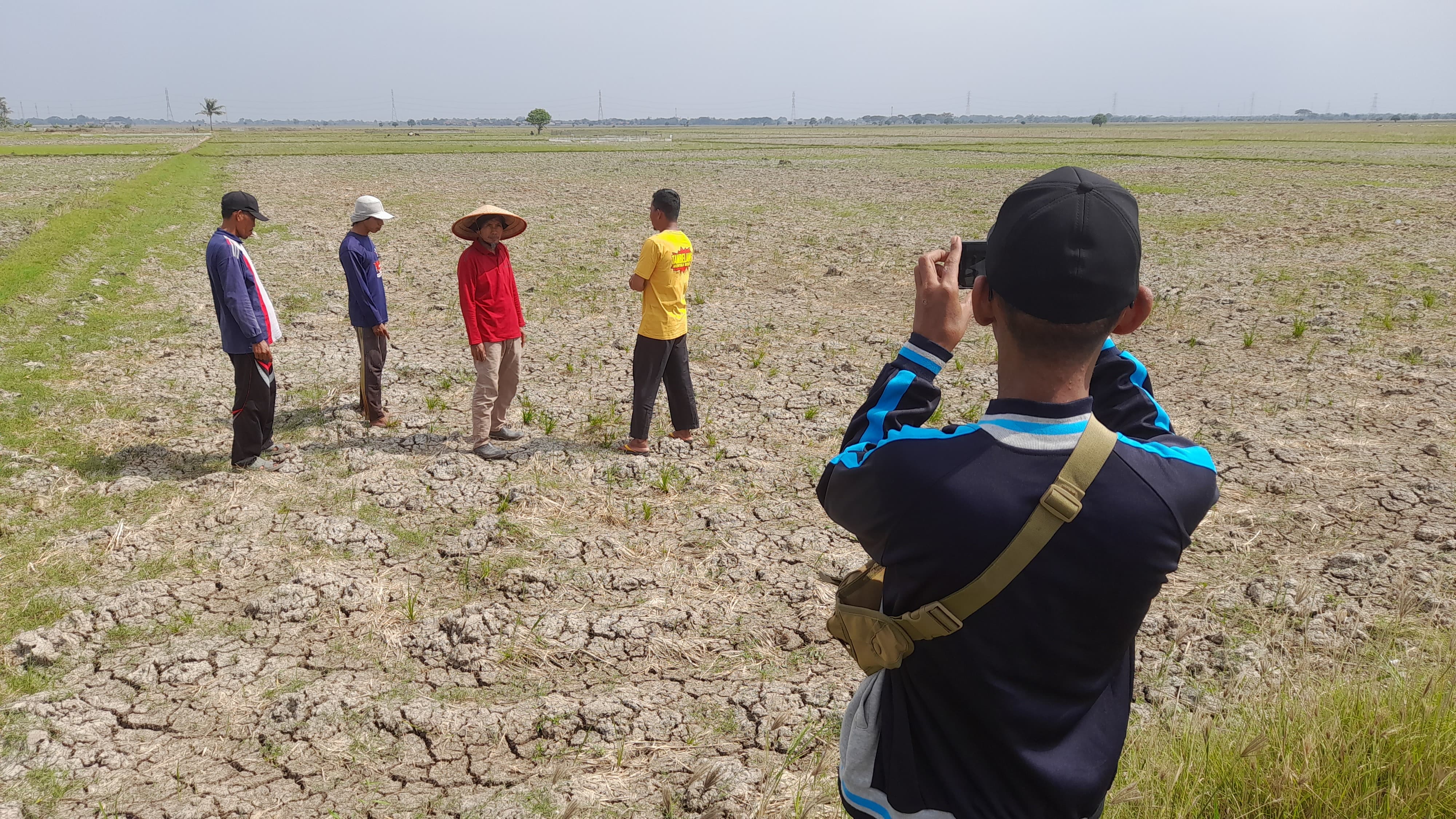 Ribuan Hektare Lahan Pertanian di Kabupaten Bekasi Alami Kekeringan Parah, Para Petani Terancam Gagal Panen