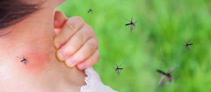 Perlu di Waspadai! Ini 4 Tempat Berkembang biak Jentik Nyamuk di Rumah