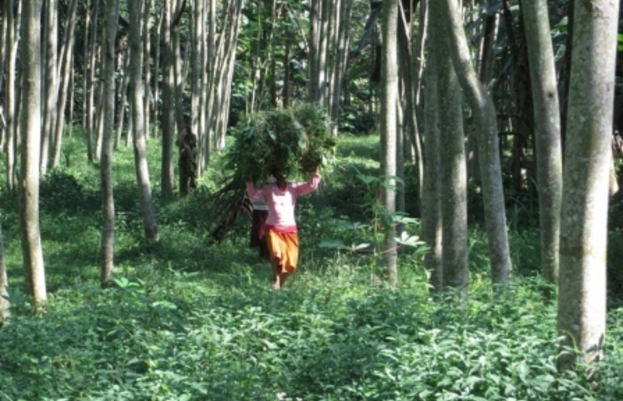Pemerintah Dorong Kolaborasi Masyarakat, Swasta, dan Adat dalam Pengelolaan Hutan Berkelanjutan
