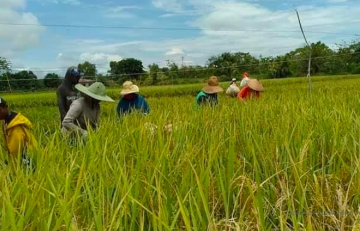 Keseruan Panen Raya di Pulo Timaha, Petani Bekasi Rayakan Hasil Melimpah