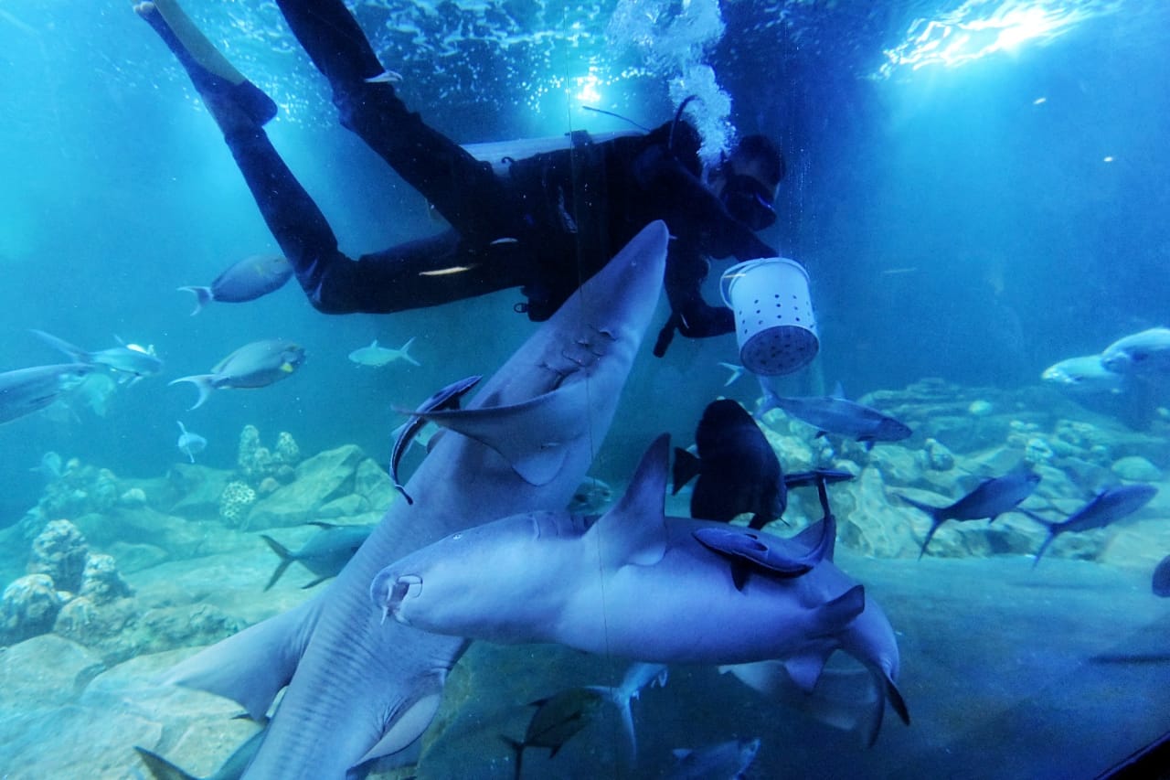 Melihat Keindahan Aquarium Indonesia Pangandaran, Ayo Liburan 
