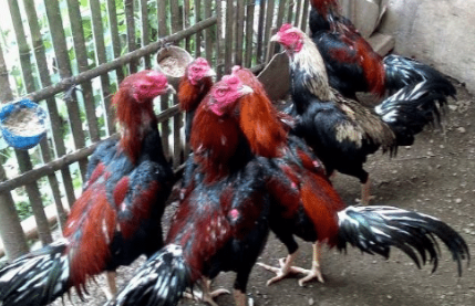 Cara Mudah Ternak Ayam Jantan di Halaman Rumah,  Berikut Perhitungan Harga Jual 