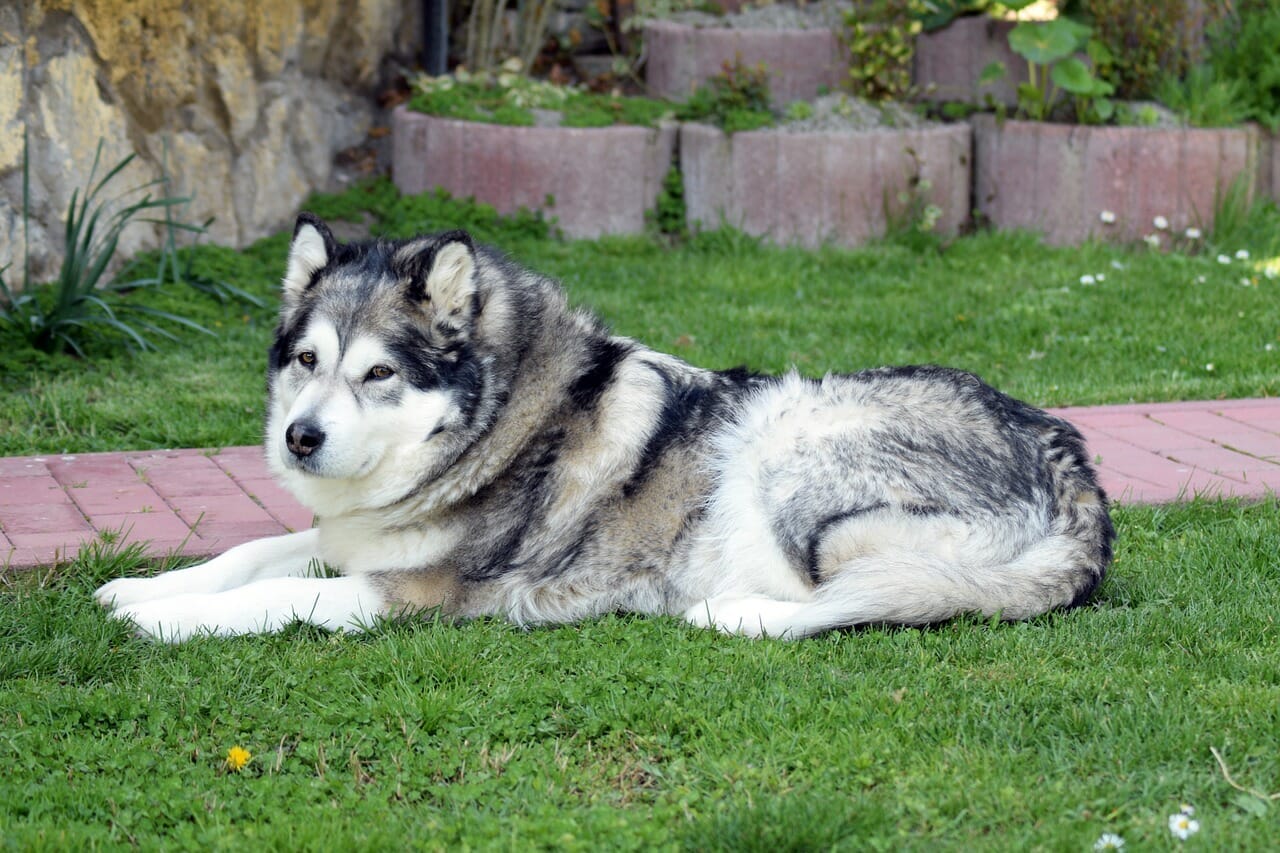 Kebiasaan Menggali Sampai Posisi Kandang, Pastikan 10 Hal ini Sebelum Memelihara Anjing Alaska Malamute 