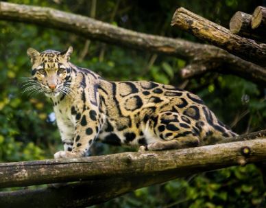 Terancam Punah, Inilah 9 Jenis Kucing Hutan yang Dilindungi dan Dilarang Dipelihara