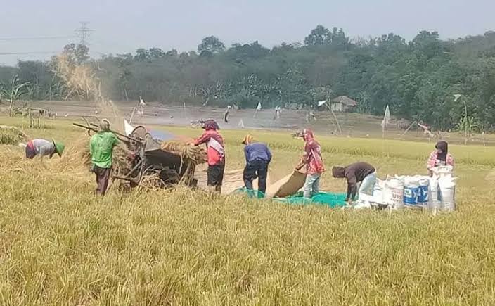 Karawang Optimis Jumlah Produksi Padi Capai 1,2 Ton di Tahun 2024