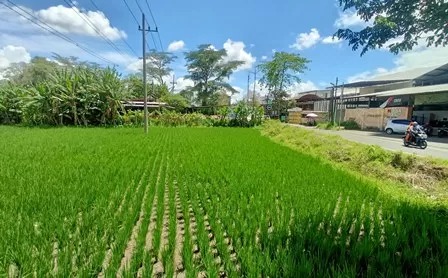 Ini Syarat Mendapatkan Pengurangan PBB-P2 Lahan Sawah dari Bapenda Karawang