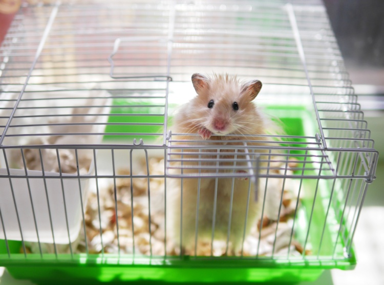 Tips & Trick Merawat Hamster Lewat Penempatan Posisi Kandang 