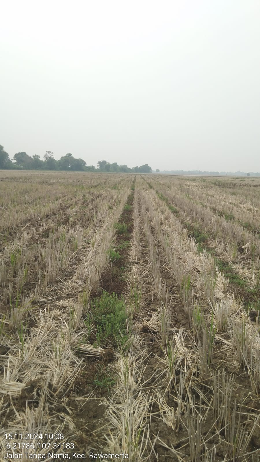 Tidak Bayar Sewa, Pemkab Karawang Amankan Aset Lahan Sawah Eks Bengkok Adiarsa