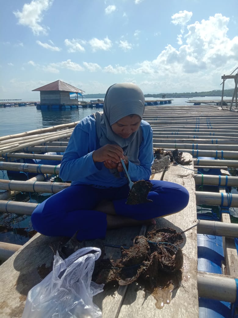 Kisah Wa Ode Anak Nelayan Kecil dari Sampolawa, Sukses Kembangkan Budidaya Mutiara Beraneka Rupa