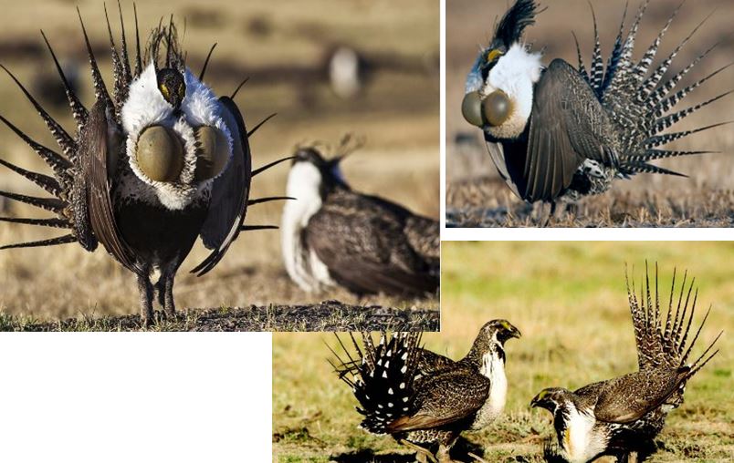 Mengenal Burung Sage Grouse, Burung Unik yang Kerap Menari saat PDKT