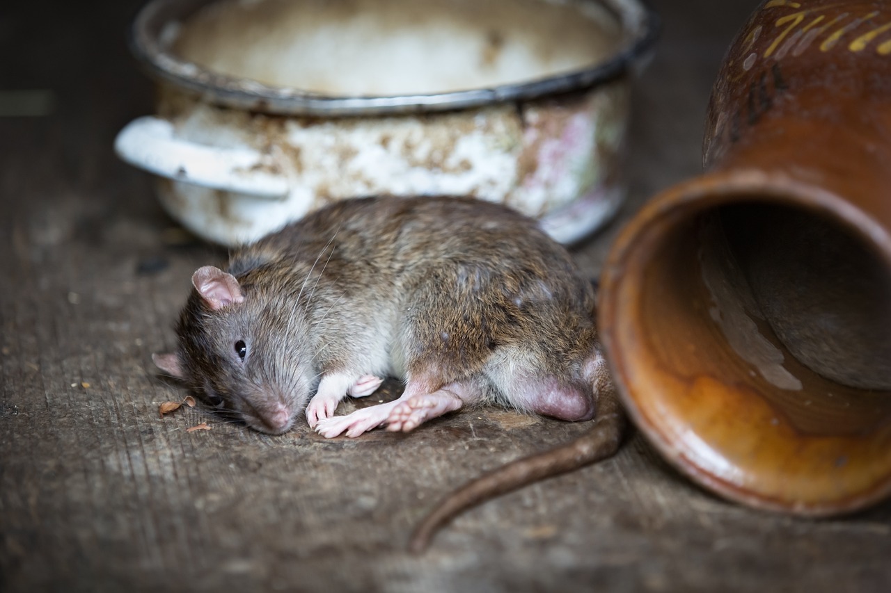 10+ Cara Mengusir Tikus dengan Bahan Alami, Dijamin Tikus Pergi dari Rumah!