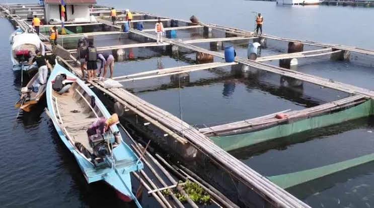 Produksi Ikan Tawar Purwakarta Penuhi Pasar Kota Besar di Tanah Air