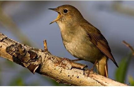 Fakta Menarik Burung Bulbul, Bisa Bernyanyi di Malam Hari