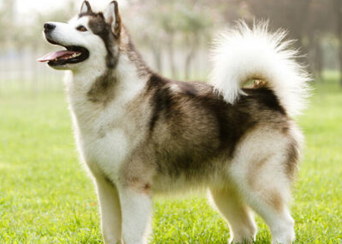 Tips and Trick Merawat Anjing malamute, Berikut Harganya di pasaran