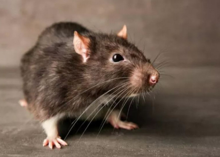 Berikut Tanda-Tanda Keberadaan Tikus ada di Rumahmu