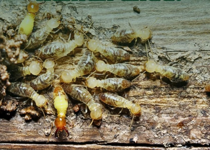 Kenapa Rayap Makan Kayu tetapi Tidak Menghabiskan Pohon Hidup? Ini Penjelasan Ilmiahnya