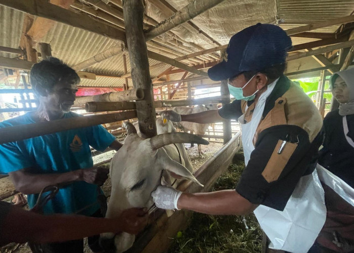 Tekan Penyebaran PMK, DPKP Karawang Siapkan 500 Dosis Untuk Hewan Ternak