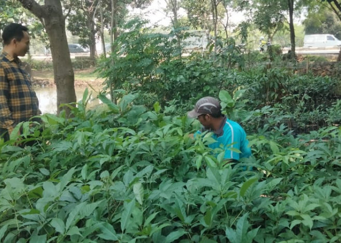 Hutan Kota Karawang Bertransformasi Jadi RTH KeHati: Berhasil Memproduksi Ribuan Bibit Tanaman Baru