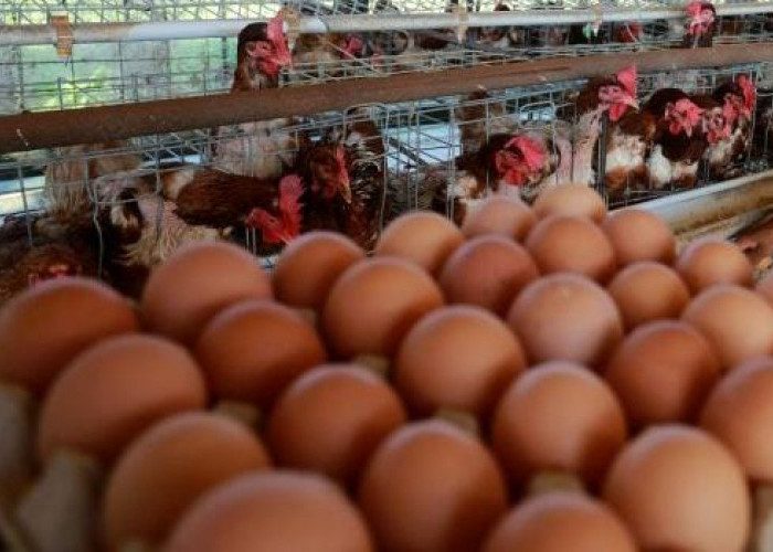 Harga Telur Ayam di Bekasi  Meroket, Tembus Angka Rp31.500