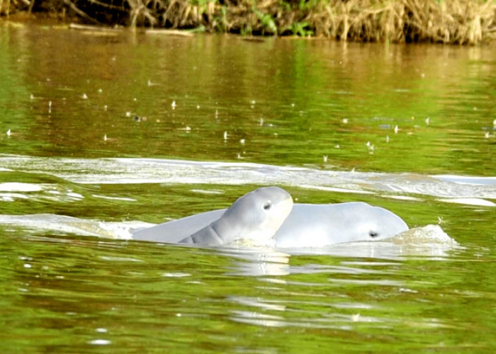 Populasi Pesut dan Sungai Mahakam Dalam Kondisi Darurat 