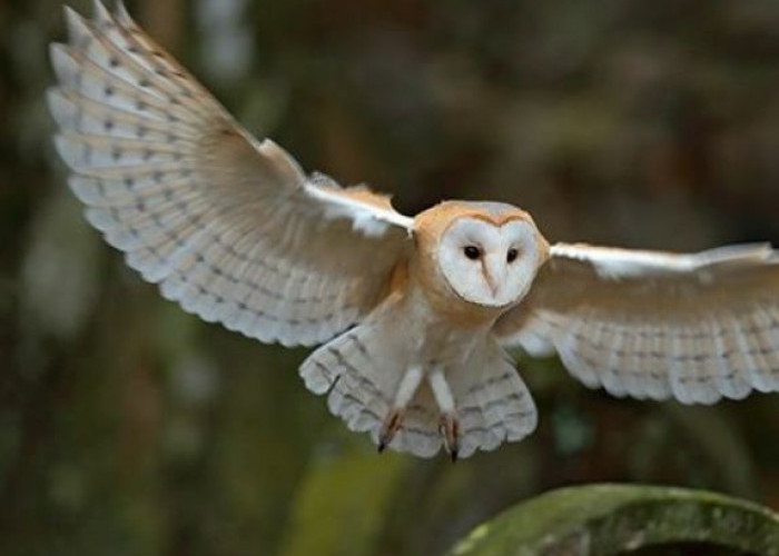 Fakta Menarik Seputar Burung Hantu Serak Jawa, Dapat Mendekati Mangsanya Tanpa Suara