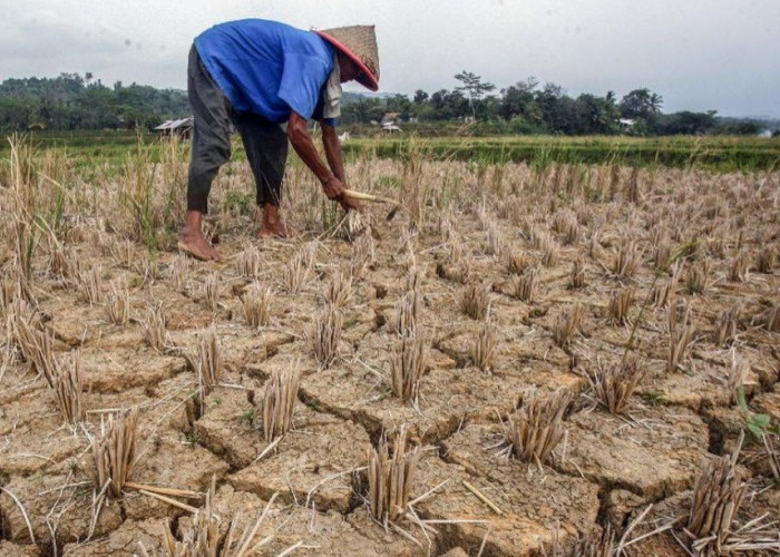 Pemerintah Perkuat Antisipasi Dampak Musim Kemarau