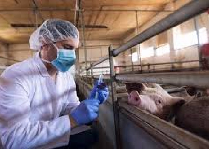 Antisipasi Penyebaran Flu Babi Afrika, Pemprov Jabar Cek Perternakan Babi di Kuningan