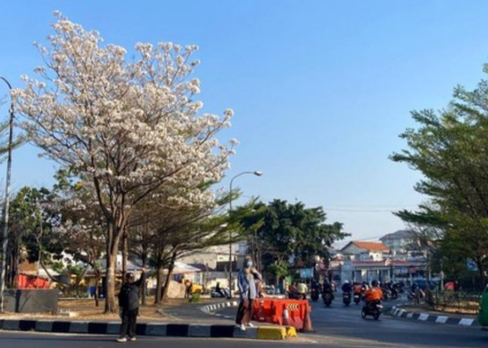 Tabebuya Putih Mekar Lebat di Bundaran Cibiru, Jadi Oase Visual di Tengah Padatnya Lalu Lintas