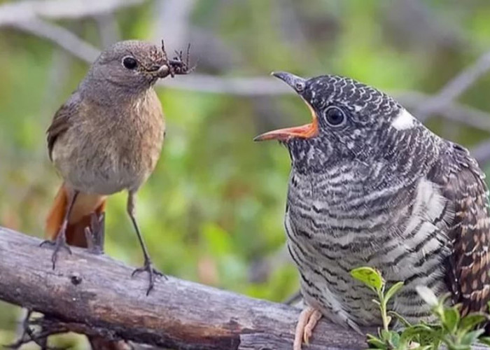 Tiga Burung Ini Memiliki Cara Unik dalam Mencari Makan, Ada yang Nyamar Jadi Anak Burung Lain Loh!