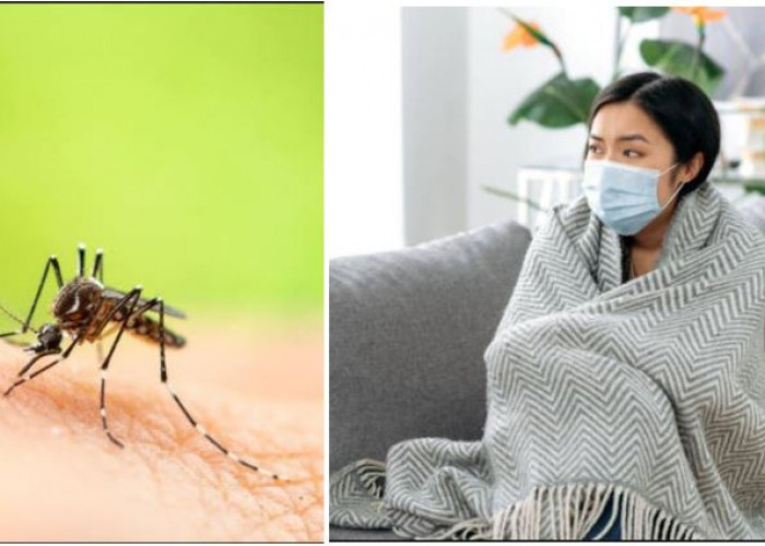 Waspada Gejala DBD di Musim Hujan: Bedanya dengan Demam Biasa dan Cara Penanganannya