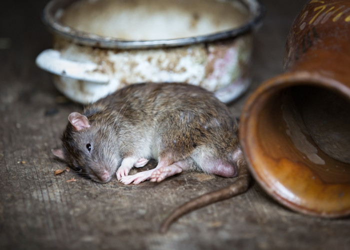 Ampuh Banget deh! 5+ Cara Usir Tikus yang Bersarang Plafon Rumah dengan Bahan yang Mudah Ditemykan di Rumah