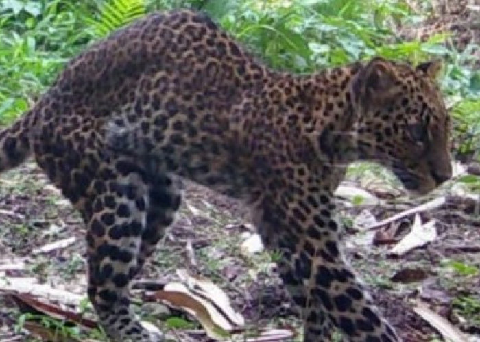 Dedi Mulyadi Buru Pemburu Liar yang Melukai Macan Tutul di Karawang Selatan