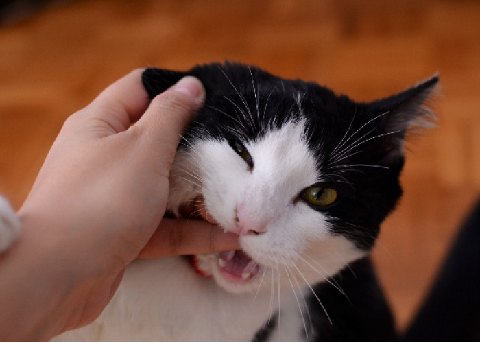 Kenapa Kucing Peliharaan Menjilati Anda?, Ingin Tahu Maksudnya, Simak Penjelasan Berikut 