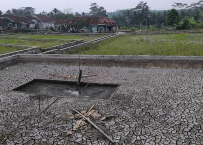 15 Wilayah Irigasi di Tasikmalaya Mengering, Hampir 879 Hektare Sawah Terdampak
