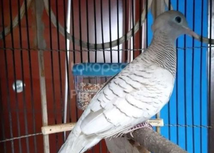 Dipercaya Bawa Keberuntungan dan Keberkahan, Inilah 5 Jenis Burung Perkutut yang Populer di Indonesia