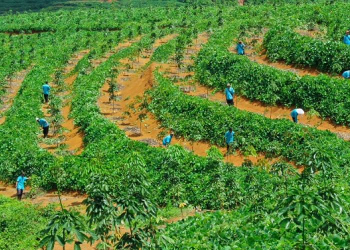 Perkuat Hilirisasi, PTPN I Regional 2 Bakal Replanting 14.000 Hektare