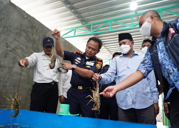 KKP Sudah Identifikasi Pola Penyelundupan BBL di Pulau Jawa dan Sumatera
