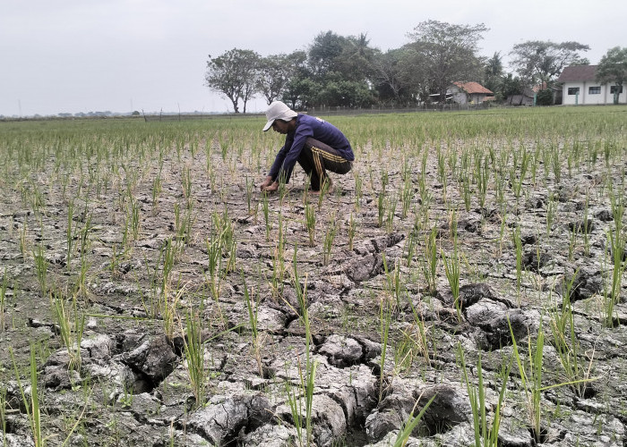 Lahan Persawahan di Kabupaten Bekasi Kekeringan, Ribuan Petani Cemas Karena Terancam Gagal Panen