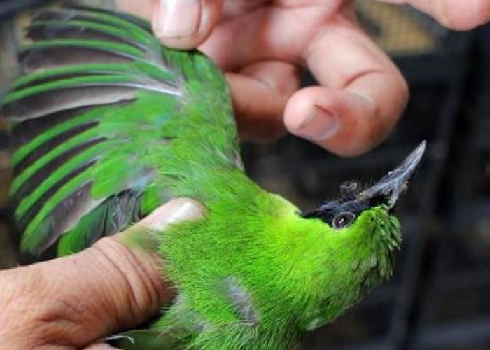Disembunyikan di Kardus, Penyelundupan Ratusan Burung Dilindungi Berhasil Digagalkan
