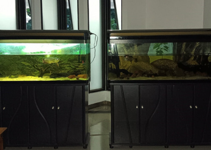 Perawatan Aquarium di DPRD Jabar Rp 446 Juta Jadi Pertanyaan Warganet