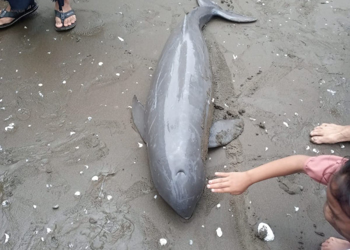 Pesut Mahakam Terdampar dan Mati di Pantai Tanjungpakis Karawang, Ini Kronologisnya