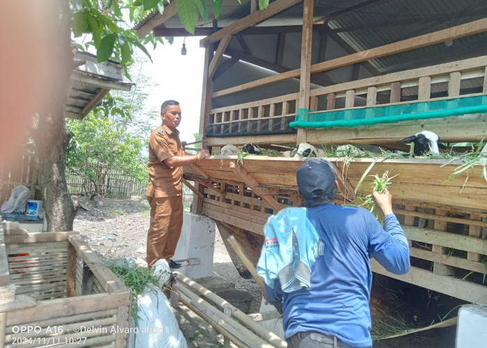 Desa Kutakarya Sukses Jalankan Program Ketahanan Pangan di Bidang Peternakan Domba