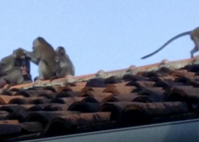 Gerombolan Monyet Liar Nongkrong di Atap SMAN 1 Cikampek, Warga Heran Mereka Datang dari Mana?